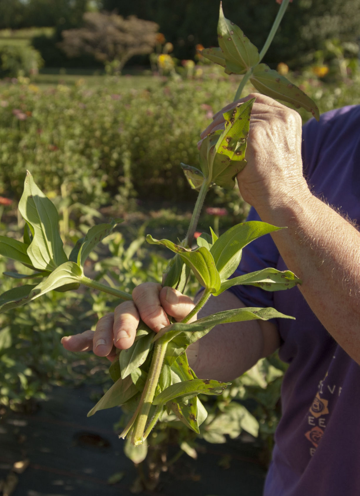 Cutting flowers